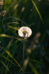 faded dandelion with a white head