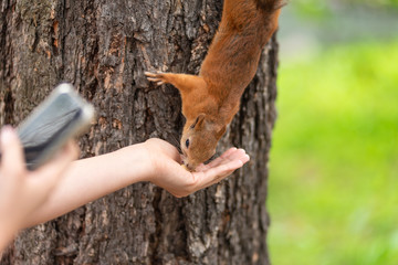 People feed a squirrel with nuts and shoot it with a smartphone.