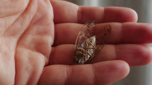 cicada, cicala, extreme macro shot, head