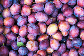 delicious and sweet blue plum