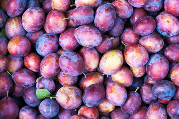 delicious and sweet blue plum © mikhailgrytsiv