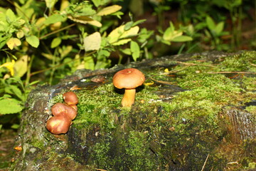 mushroom growing near a moss