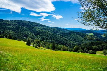 Fototapeta na wymiar Germany, Beautiful endless view over black forest trees under blue sky in summer near freiburg im breisgau, perfect vacation region for hiking
