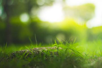 abstract green and blurred defocused background.