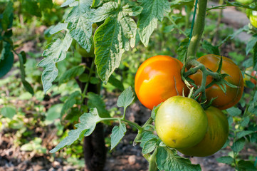 yellow delicious tomatoes on a private plot