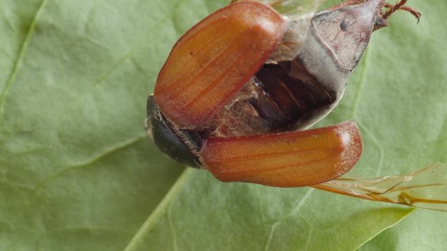 cockchafer, maybug, dumbledore, beetle extreme macro, head