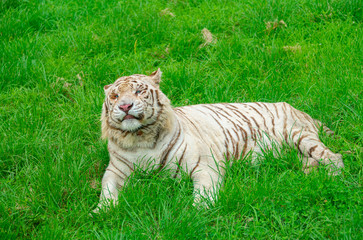 Fototapeta na wymiar A white tiger on the green grass of a wildlife park