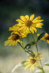 Heliopsis flowers blooming in the garden