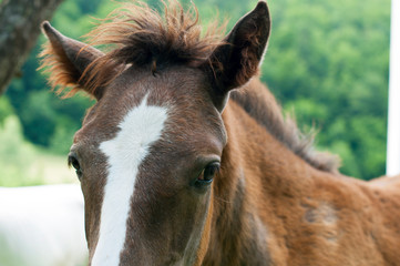 Fototapeta premium white mare with chestnut foliage in the mountains of a beautiful sunny day