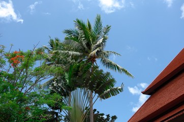 Fototapeta na wymiar Garden plants of tropical region. Palm tree and traveler’s palm tree under blue sky.