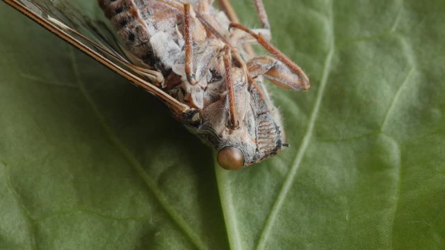 cicada, cicala, extreme macro shot, head