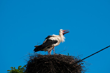 Stork birds on the nest on a beautiful day on the blue sky background