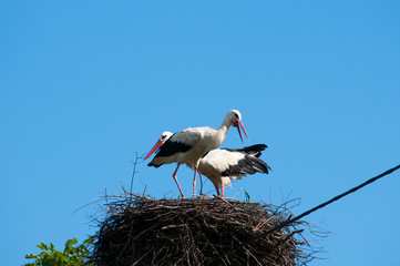 Stork birds on the nest on a beautiful day on the blue sky background