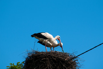 Fototapeta premium Stork birds on the nest on a beautiful day on the blue sky background