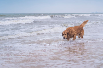 Golden Retriever playing on the beach