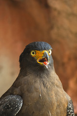 Crested serpent eagle in close up