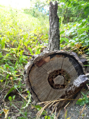 cut of an old tree trunk
