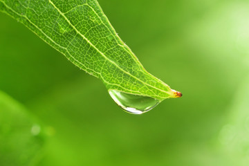 leaf drop waterdrop raindrop dew droplet purity macro