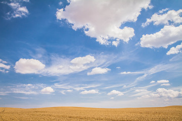 Fototapeta na wymiar Wheat field under a blue sky with some white clouds