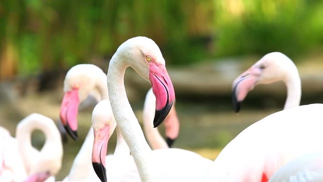 Group of flamingo bird in Chiangmai Thailand