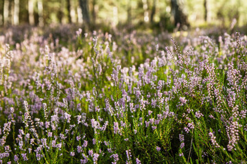 Common heather (Calluna vulgaris) blooming in a forest