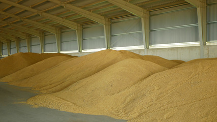 Stock or warehouse pile wheat store, barley and other cereals and grain heap and mound, very modern...