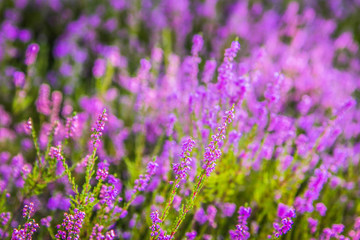 Fototapeta premium Common heather (Calluna vulgaris) blooming in a forest