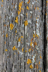 bark of a tree