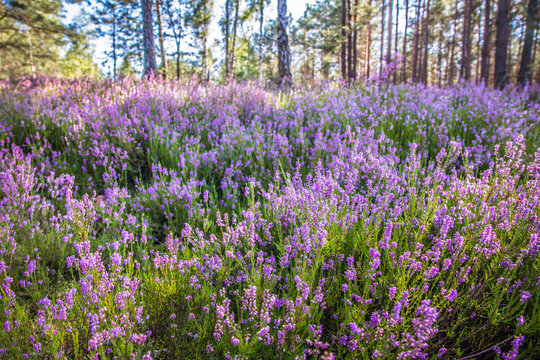 Common heather (Calluna vulgaris) blooming in a forest