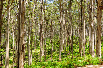 Boranup Karri Forest along the Caves Road - Margaret River Region, WA, Australia