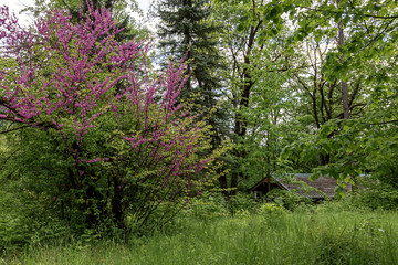 Obraz premium The Judas tree,the spring bloom,the riot of flowers and the fantasy of nature!...
