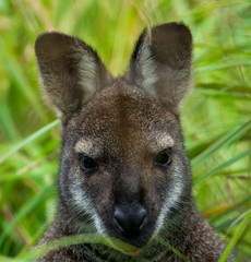 Kangur, młody kangur, kangurek, torbacz