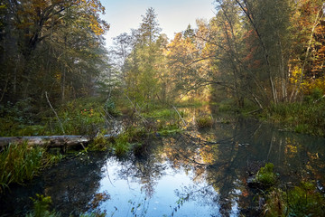 Autumn landscape. Morning foggy forest with yellow foliage, calm swamp river with the reflection of trees in the water. Nature in Belarus