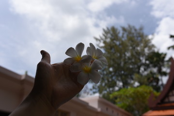 Close-up shot of man’s left hand holding plumeria flower heads in blurred tropical background.