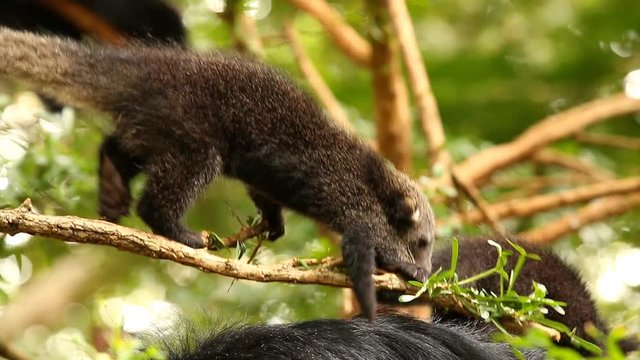 Binturong baby playing on the tree, Chiamgmai Thailand