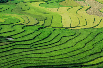 Tiered rice paddy, Tu Le, Son La, Vietnam