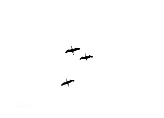 Silhouettes of cranes. Isolated object.