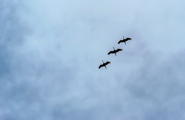The family of cranes training before flying to warm countries.