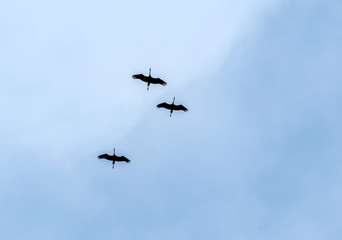Naklejka na ściany i meble The family of cranes training before flying to warm countries.