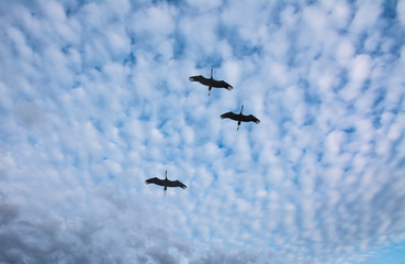 The family of cranes training before flying to warm countries.