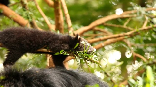 Binturong baby playing on the tree, Chiamgmai Thailand