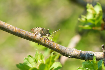 graue Gartenwanze (Rhaphigaster nebulosa) auf dem Zweig eines Weißdorn im Frühling