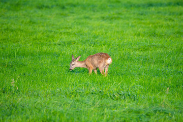 in the morning you  can see deer in the fields