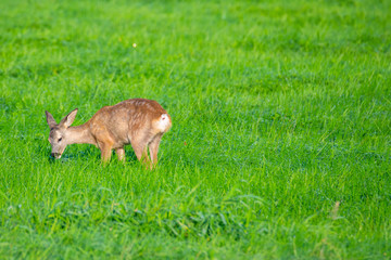in the morning you  can see deer in the fields