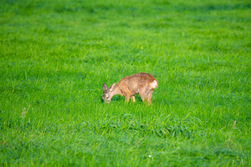 in the morning you  can see deer in the fields