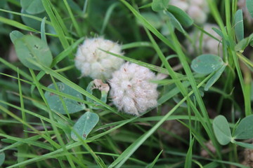 onions on green background
