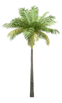 bottle palm tree isolated on white background