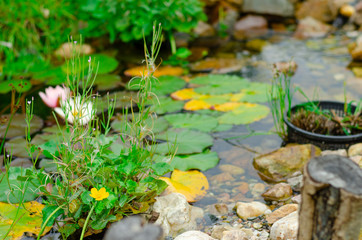 Natural pond in garden