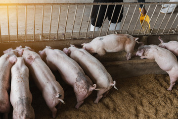Hands of farmer feeding pig in organic rural farm agricultural. Livestock industry
