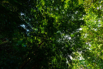 Tropical green forest sunlight with tree background